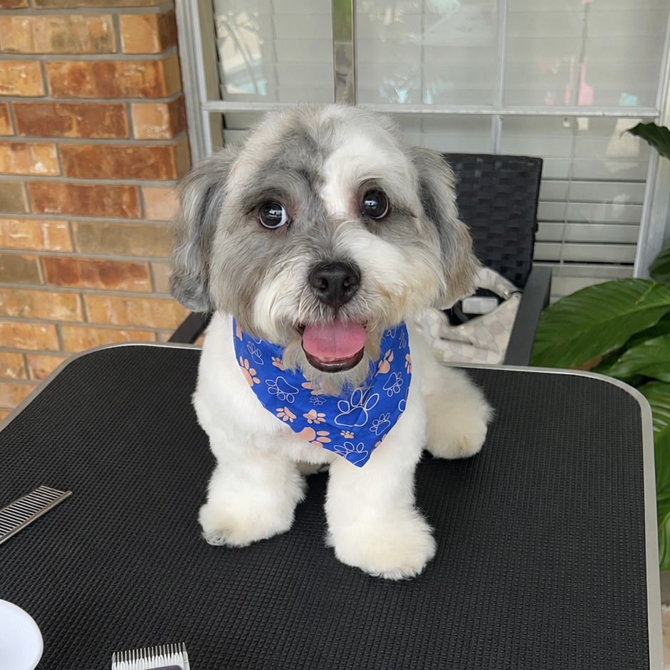 Grooming Image