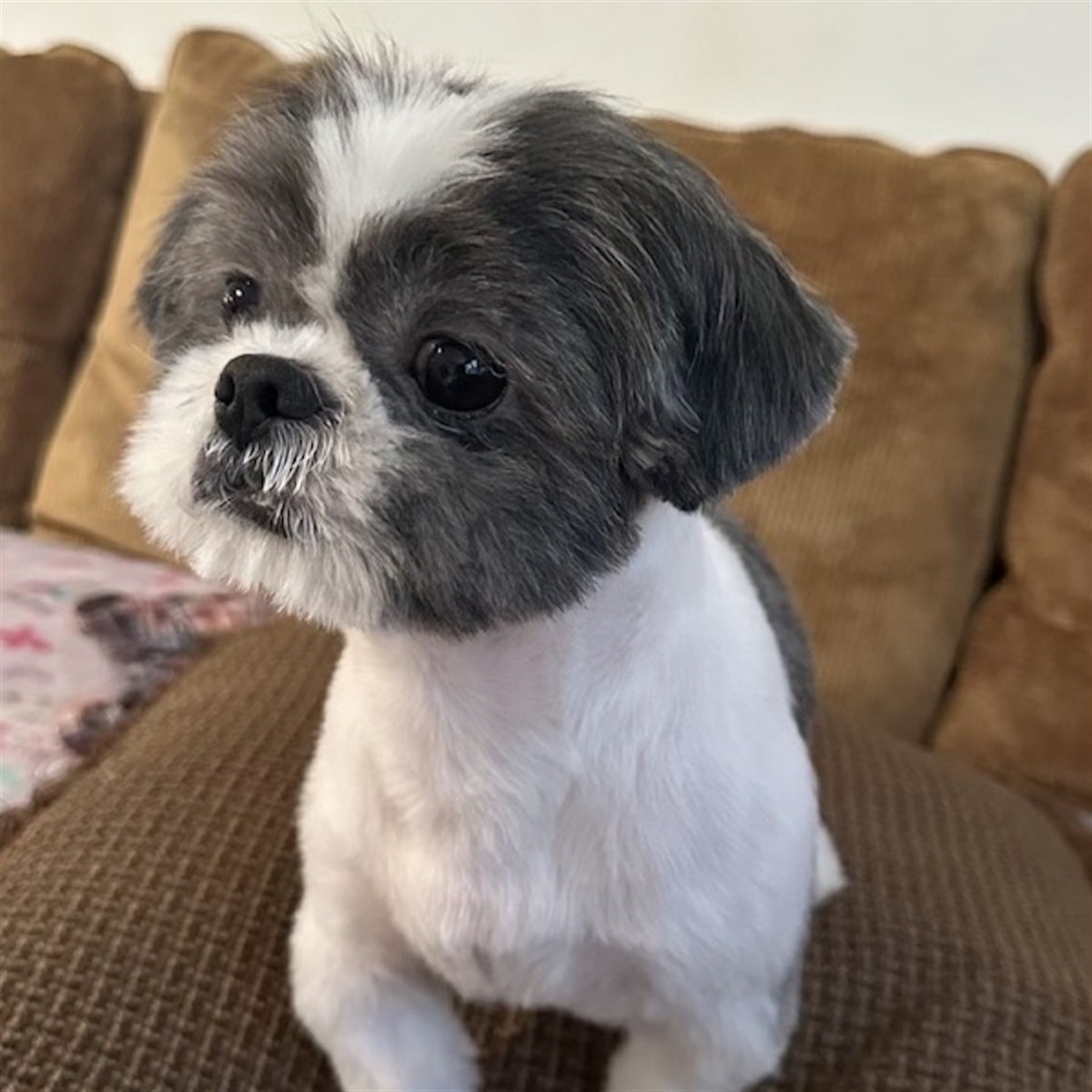Grooming Image
