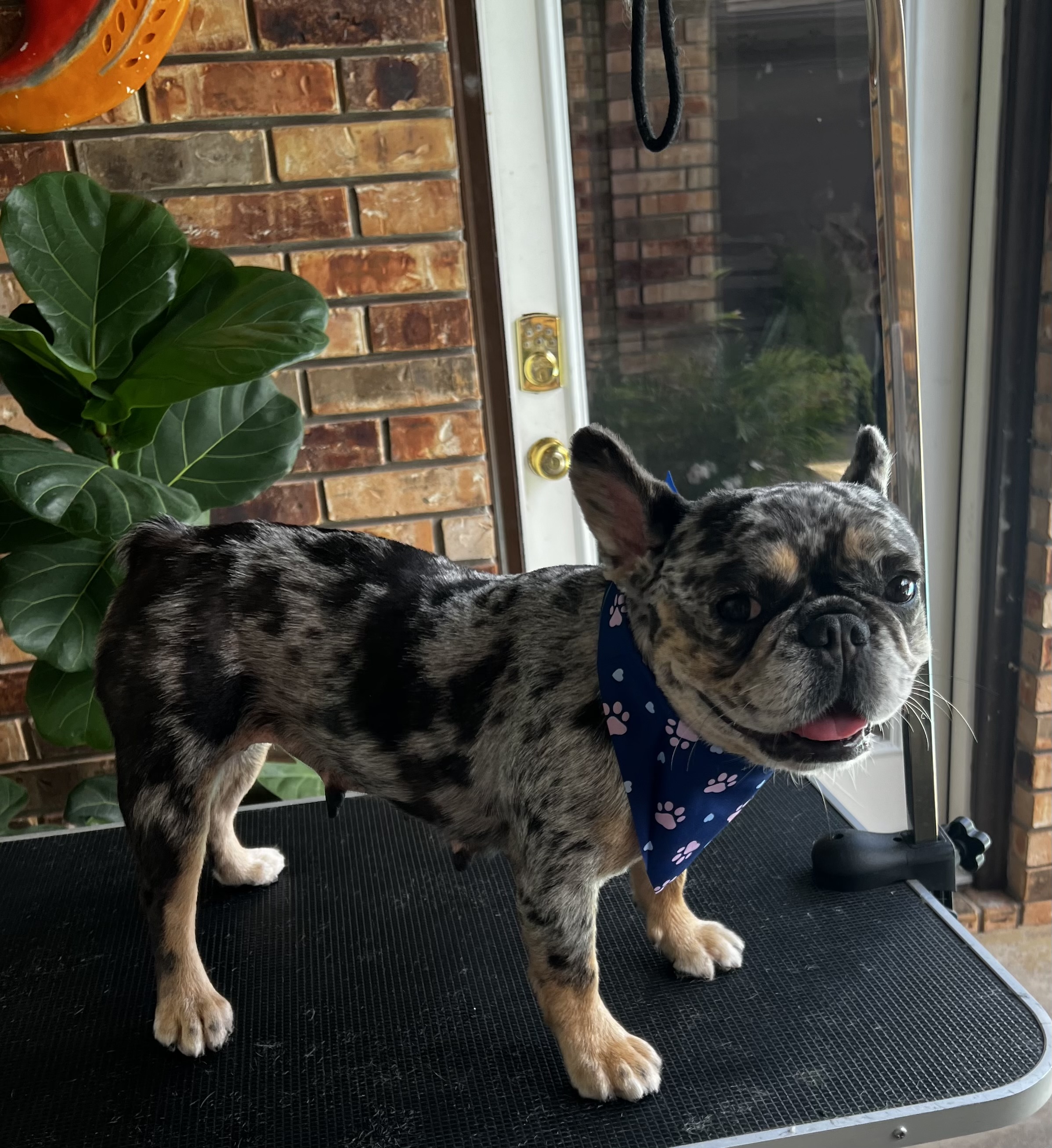 Grooming Image