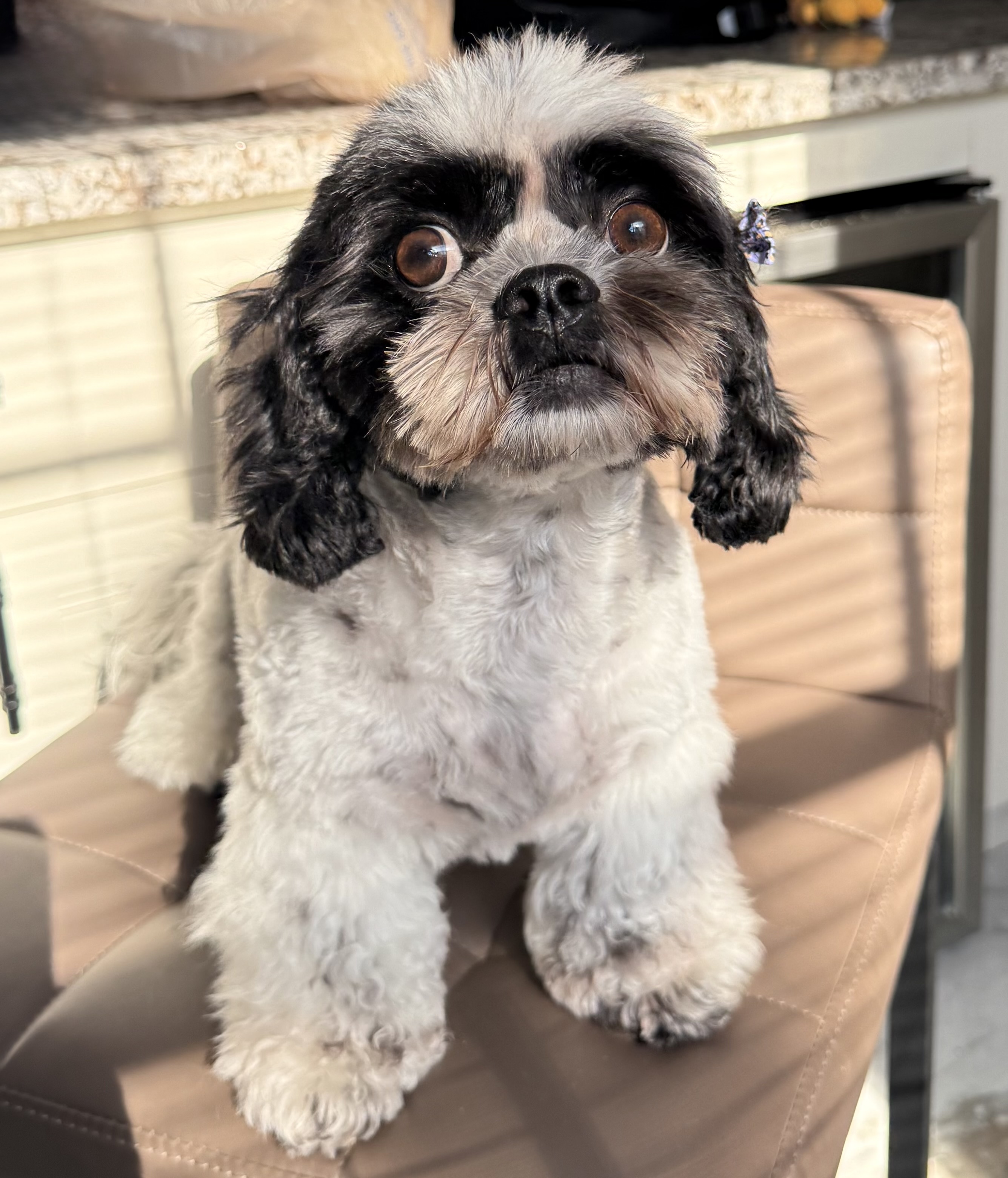Grooming Image
