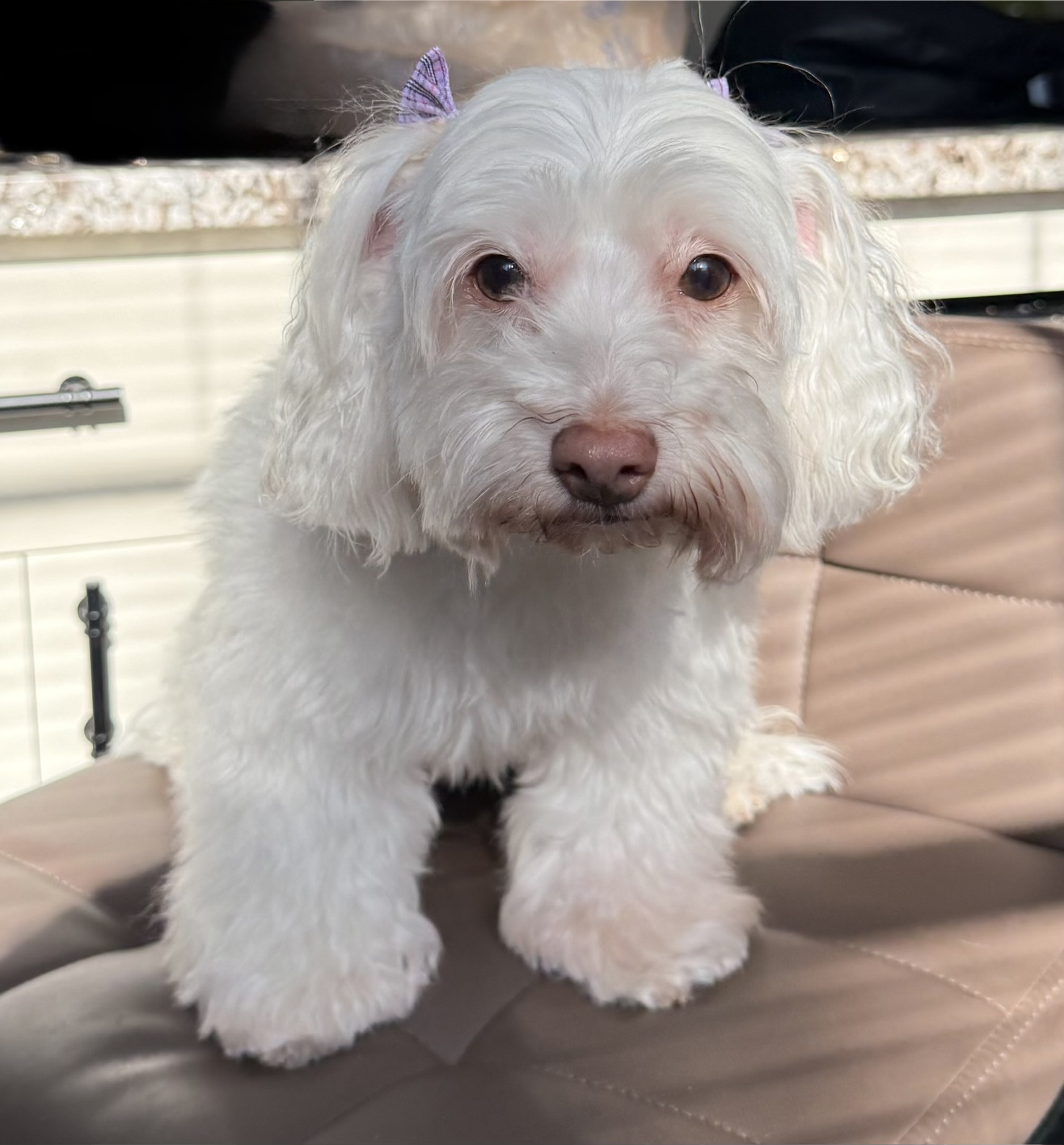 Grooming Image